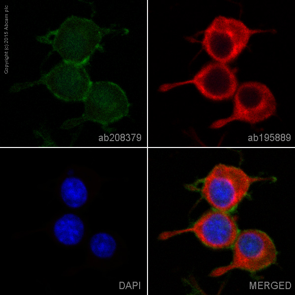 Immunocytochemistry/ Immunofluorescence - Alexa Fluor® 488 Anti-SNAP25 antibody [EP3274] (AB208379)
