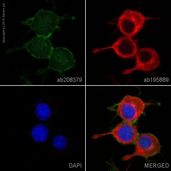 Immunocytochemistry/ Immunofluorescence - Alexa Fluor® 488 Anti-SNAP25 antibody [EP3274] (AB208379)