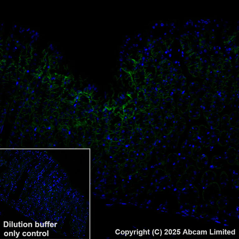 Immunohistochemistry (Formalin/PFA-fixed paraffin-embedded sections) - Alexa Fluor® 488 Anti-Sodium/Hydrogen Exchanger 1/NHE-1 antibody [EPR28913-51] (AB324336)