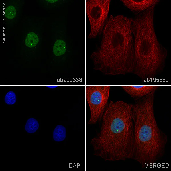 Immunocytochemistry/ Immunofluorescence - Alexa Fluor® 488 Anti-SOX1 antibody [EPR4766] (AB202338)