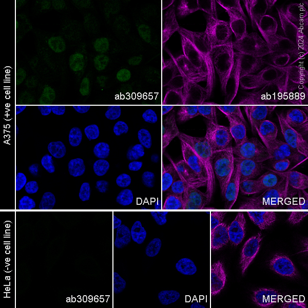 Immunocytochemistry/ Immunofluorescence - Alexa Fluor® 488 Anti-SOX10 antibody [EPR4007] (AB309657), expandable thumbnail
