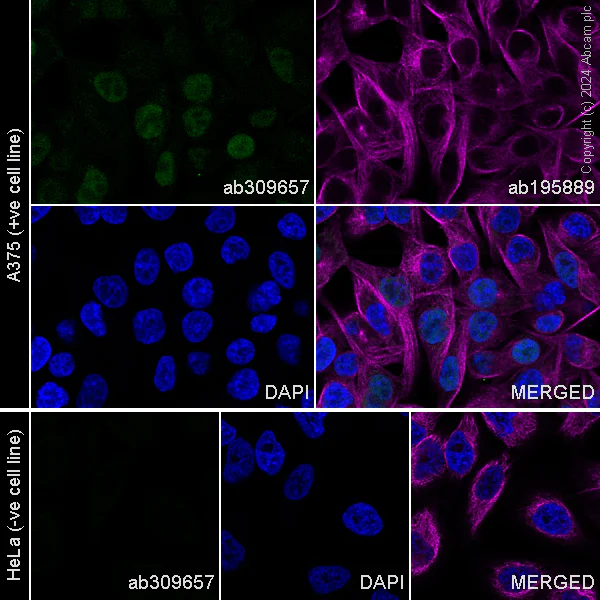 Immunocytochemistry/ Immunofluorescence - Alexa Fluor® 488 Anti-SOX10 antibody [EPR4007] (AB309657)