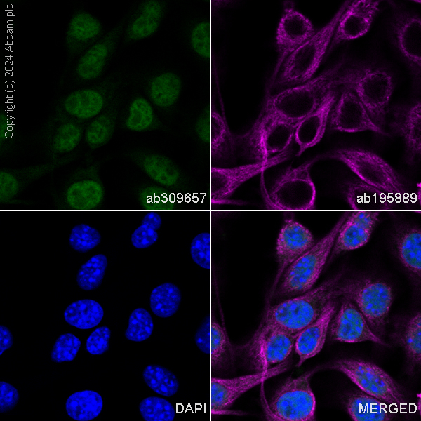 Immunocytochemistry/ Immunofluorescence - Alexa Fluor® 488 Anti-SOX10 antibody [EPR4007] (AB309657), expandable thumbnail