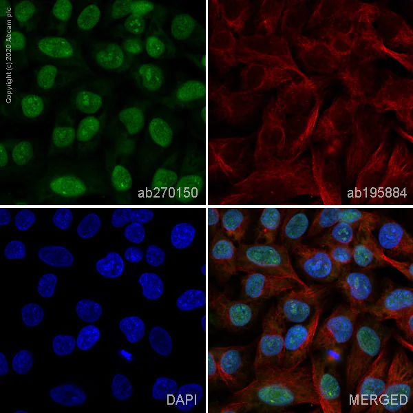 Immunocytochemistry/ Immunofluorescence - Alexa Fluor® 488 Anti-SOX10 antibody [SP267] (AB270150)