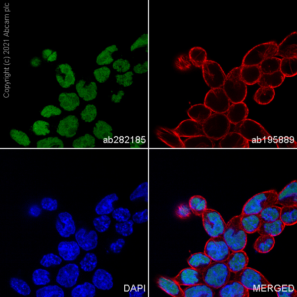 Immunocytochemistry/ Immunofluorescence - Alexa Fluor® 488 Anti-SOX2 antibody [SP76] (AB282185), expandable thumbnail