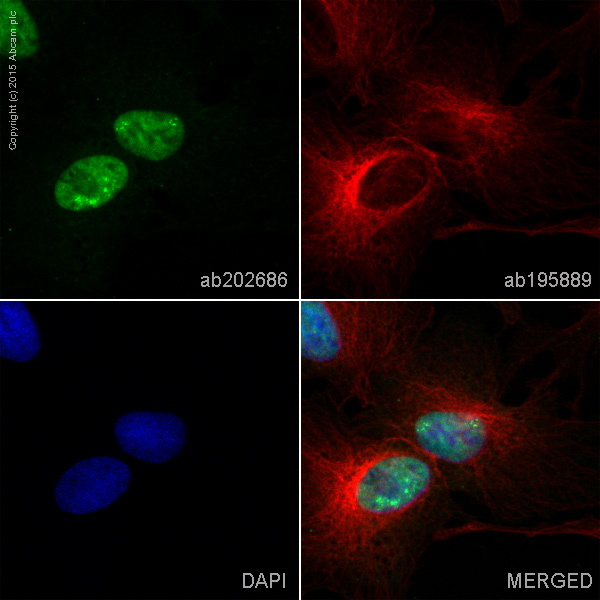 Immunocytochemistry/ Immunofluorescence - Alexa Fluor® 488 Anti-SOX9 antibody [EPR12755] (AB202686)