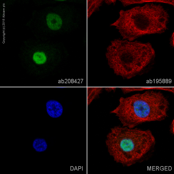 Immunocytochemistry/ Immunofluorescence - Alexa Fluor® 488 Anti-SOX9 antibody [EPR14335-78] (AB208427), expandable thumbnail