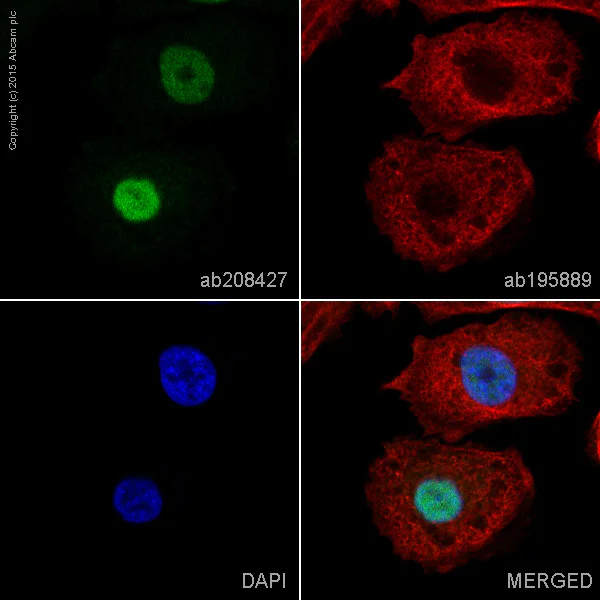Immunocytochemistry/ Immunofluorescence - Alexa Fluor® 488 Anti-SOX9 antibody [EPR14335-78] (AB208427)