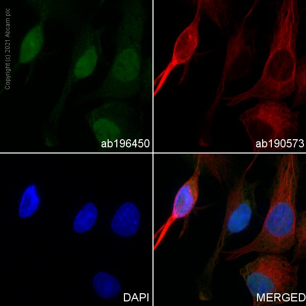 Immunocytochemistry/ Immunofluorescence - Alexa Fluor® 488 Anti-SOX9 antibody [EPR14335] (AB196450), expandable thumbnail