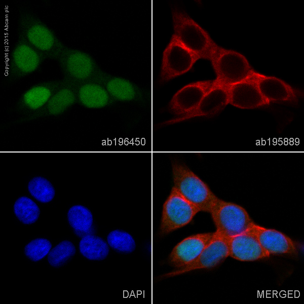 Immunocytochemistry/ Immunofluorescence - Alexa Fluor® 488 Anti-SOX9 antibody [EPR14335] (AB196450), expandable thumbnail