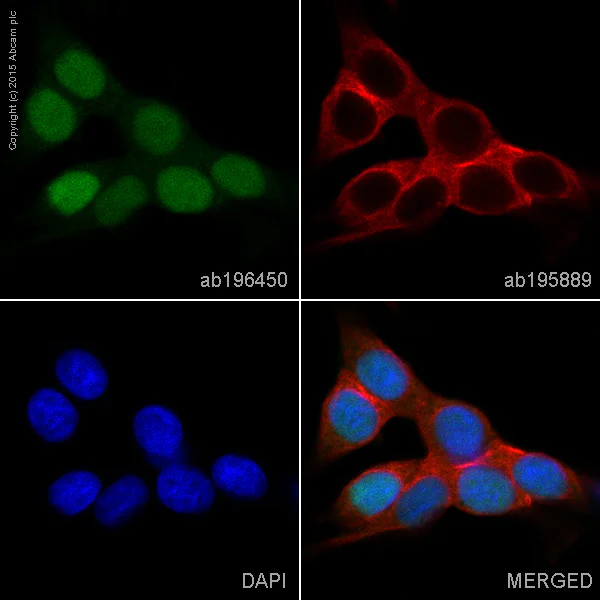 Immunocytochemistry/ Immunofluorescence - Alexa Fluor® 488 Anti-SOX9 antibody [EPR14335] (AB196450)