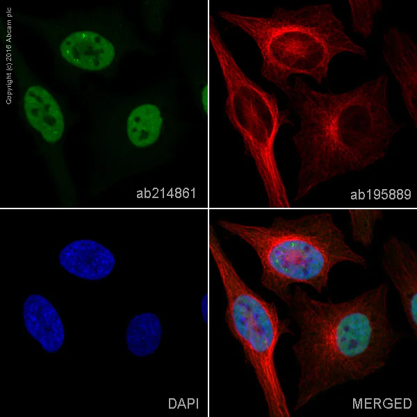 Immunocytochemistry/ Immunofluorescence - Alexa Fluor® 488 Anti-SP1 antibody [EPR6662(B)] (AB214861)