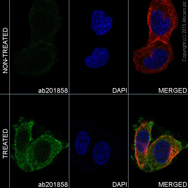 Immunocytochemistry/ Immunofluorescence - Alexa Fluor® 488 Anti-SRC Family (phospho Y418) antibody [EP503Y] (AB201858)