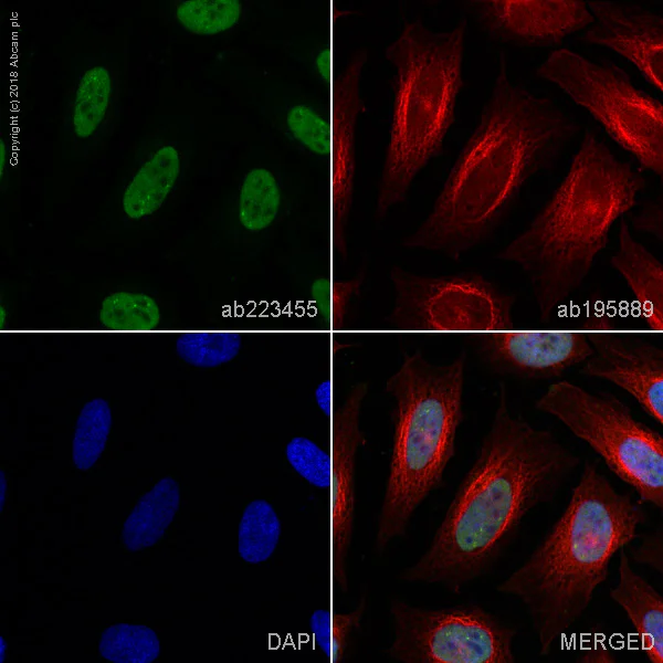 Immunocytochemistry/ Immunofluorescence - Alexa Fluor® 488 Anti-SRSF3 antibody [EPR16976] (AB223455)