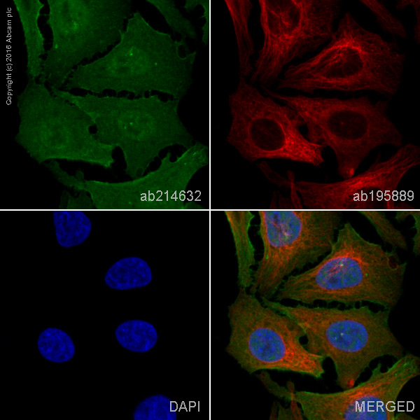 Immunocytochemistry/ Immunofluorescence - Alexa Fluor® 488 Anti-STAT3 antibody [E121-21] (AB214632)