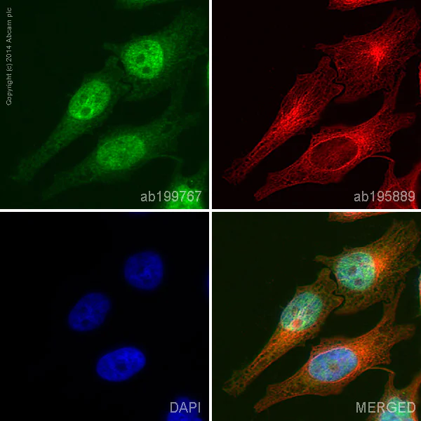 Immunocytochemistry/ Immunofluorescence - Alexa Fluor® 488 Anti-STAT5b antibody [EPR16671] (AB199767)