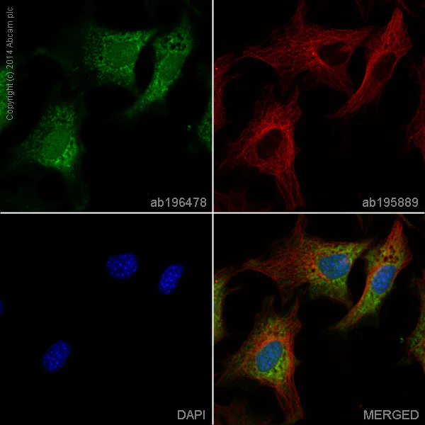 Immunocytochemistry/ Immunofluorescence - Alexa Fluor® 488 Anti-STAT6 antibody [YE361] (AB196478)