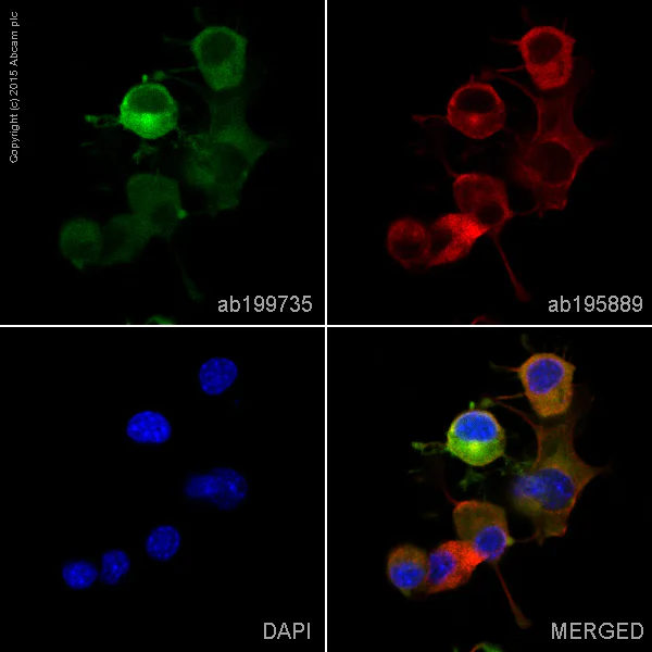 Immunocytochemistry/ Immunofluorescence - Alexa Fluor® 488 Anti-Stathmin 1 antibody [EP1573Y] (AB199735)