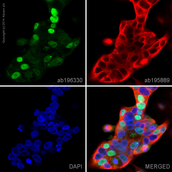 Immunocytochemistry/ Immunofluorescence - Alexa Fluor® 488 Anti-Sumo 2 + Sumo 3 antibody [EPR4602] (AB196330), expandable thumbnail