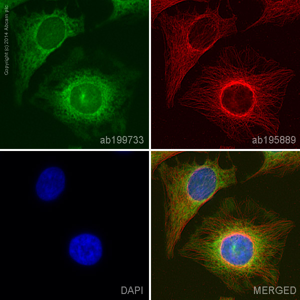 Immunocytochemistry/ Immunofluorescence - Alexa Fluor® 488 Anti-Superoxide Dismutase 1 antibody [EP1727Y] (AB199733), expandable thumbnail