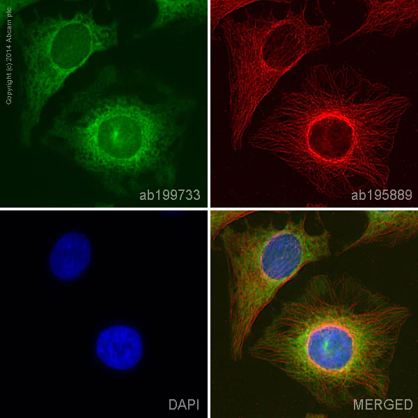 Immunocytochemistry/ Immunofluorescence - Alexa Fluor® 488 Anti-Superoxide Dismutase 1 antibody [EP1727Y] (AB199733)