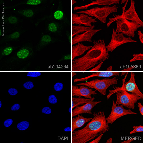 Immunocytochemistry/ Immunofluorescence - Alexa Fluor® 488 Anti-Survivin antibody [EP2880Y] (AB204264)