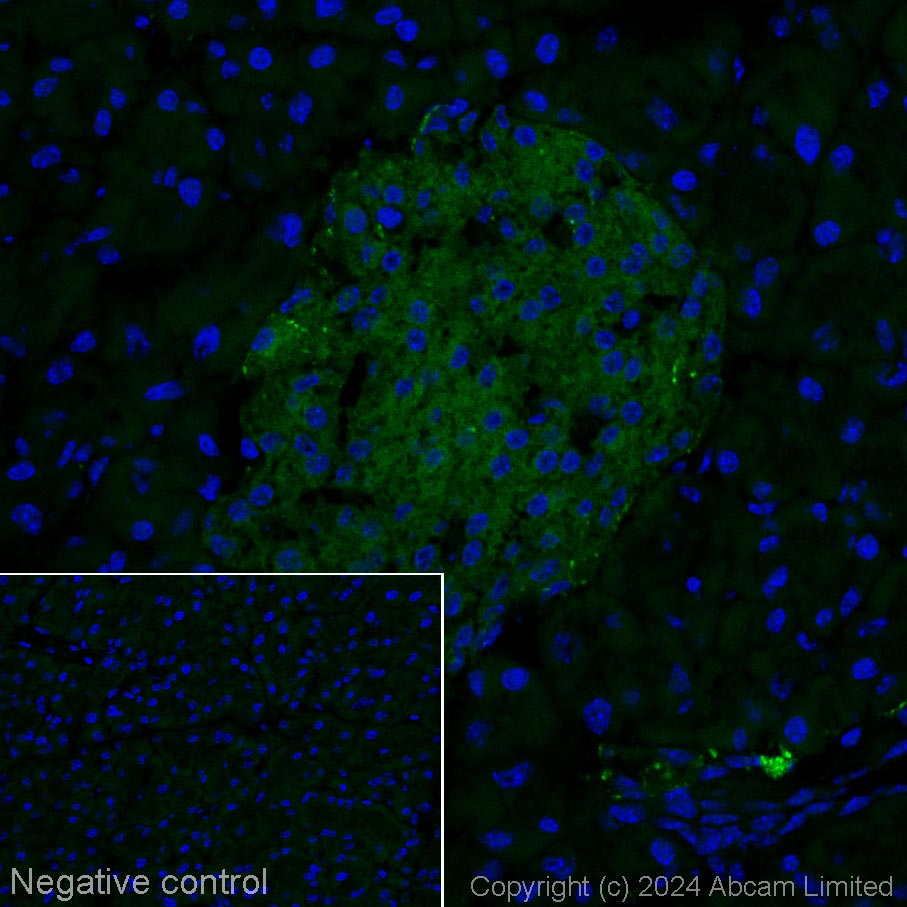 Immunohistochemistry (Frozen sections) - Alexa Fluor® 488 Anti-SV2A antibody [EPR23500-32] (AB317770), expandable thumbnail