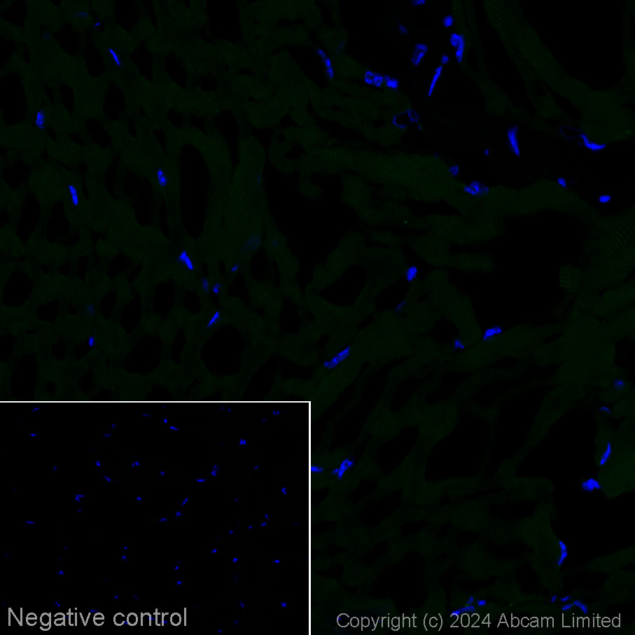Immunohistochemistry (Frozen sections) - Alexa Fluor® 488 Anti-SV2A antibody [EPR23500-32] (AB317770), expandable thumbnail