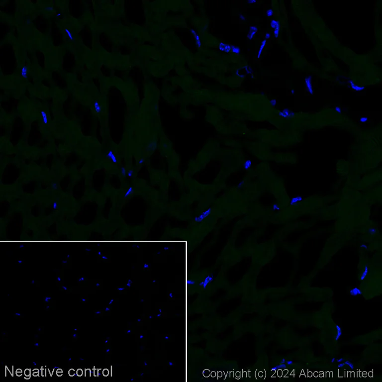 Immunohistochemistry (Frozen sections) - Alexa Fluor® 488 Anti-SV2A antibody [EPR23500-32] (AB317770)