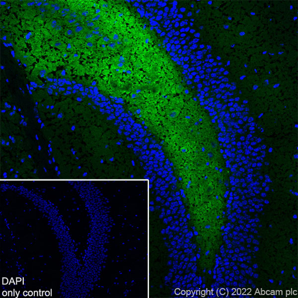 Immunohistochemistry (Frozen sections) - Alexa Fluor® 488 Anti-Synapsin I antibody [EPR23531-50] - Synaptic Marker (AB307130), expandable thumbnail