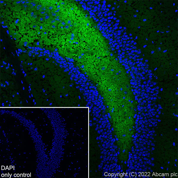 Immunohistochemistry (Frozen sections) - Alexa Fluor® 488 Anti-Synapsin I antibody [EPR23531-50] - Synaptic Marker (AB307130)