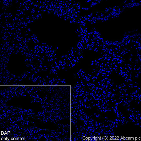 Immunohistochemistry (Frozen sections) - Alexa Fluor® 488 Anti-Synapsin I antibody [EPR23531-50] - Synaptic Marker (AB307130), expandable thumbnail