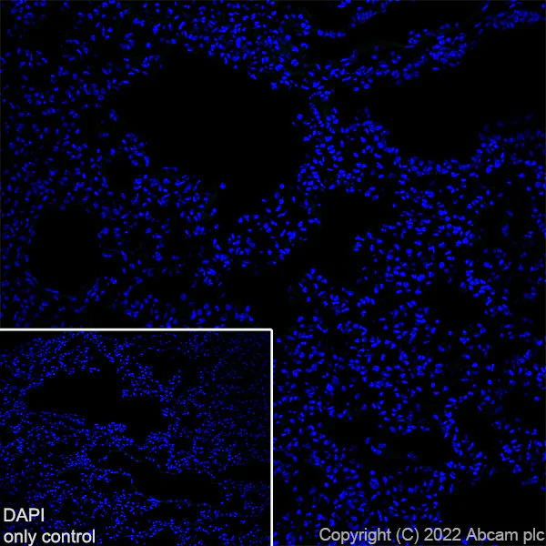 Immunohistochemistry (Frozen sections) - Alexa Fluor® 488 Anti-Synapsin I antibody [EPR23531-50] - Synaptic Marker (AB307130)