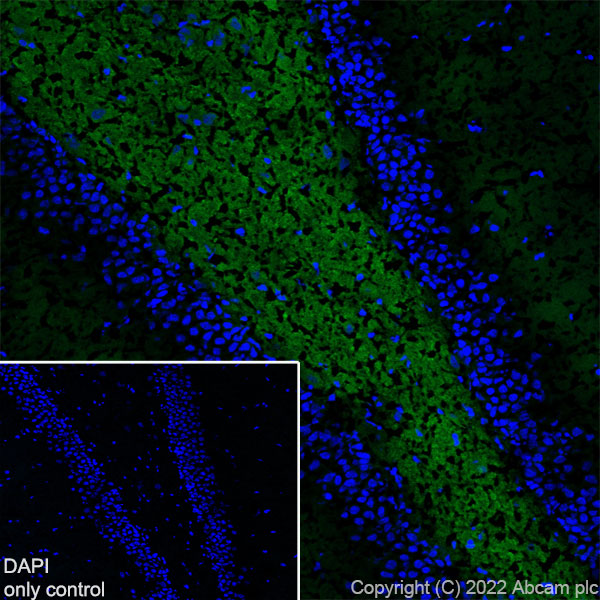 Immunohistochemistry (Frozen sections) - Alexa Fluor® 488 Anti-Synapsin I antibody [EPR23531-50] - Synaptic Marker (AB307130), expandable thumbnail