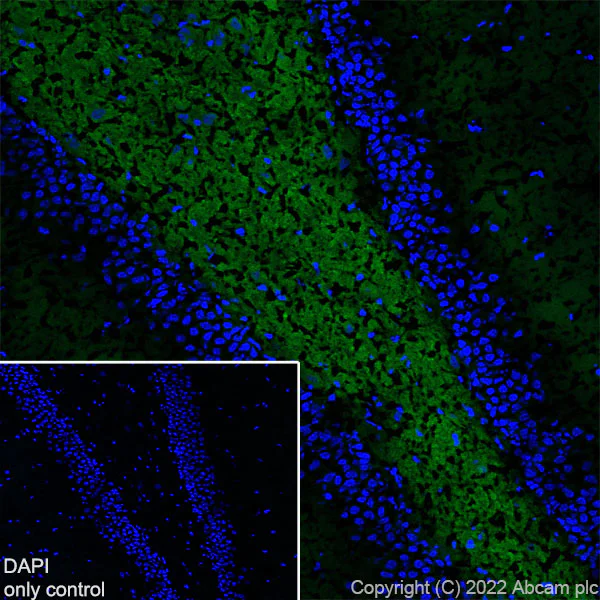 Immunohistochemistry (Frozen sections) - Alexa Fluor® 488 Anti-Synapsin I antibody [EPR23531-50] - Synaptic Marker (AB307130)