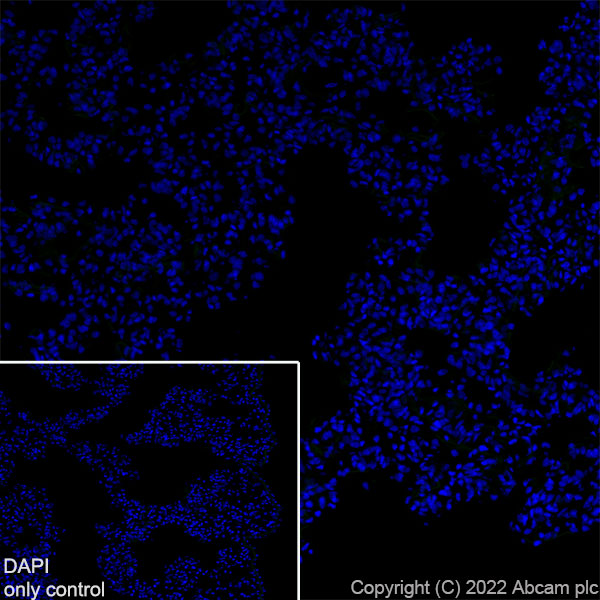 Immunohistochemistry (Frozen sections) - Alexa Fluor® 488 Anti-Synapsin I antibody [EPR23531-50] - Synaptic Marker (AB307130), expandable thumbnail