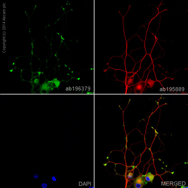 Immunocytochemistry/ Immunofluorescence - Alexa Fluor® 488 Anti-Synaptophysin antibody [YE269] - Synaptic Marker (AB196379), expandable thumbnail