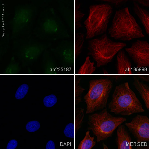 Immunocytochemistry/ Immunofluorescence - Alexa Fluor® 488 Anti-Syntaxin 16 antibody [EPR9156] (AB225187)