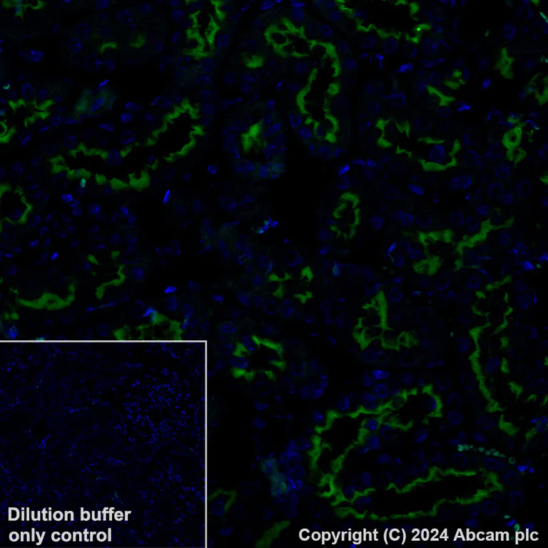 Immunohistochemistry (Formalin/PFA-fixed paraffin-embedded sections) - Alexa Fluor® 488 Anti-Syntaxin 3 antibody [EPR8543] (AB317365)