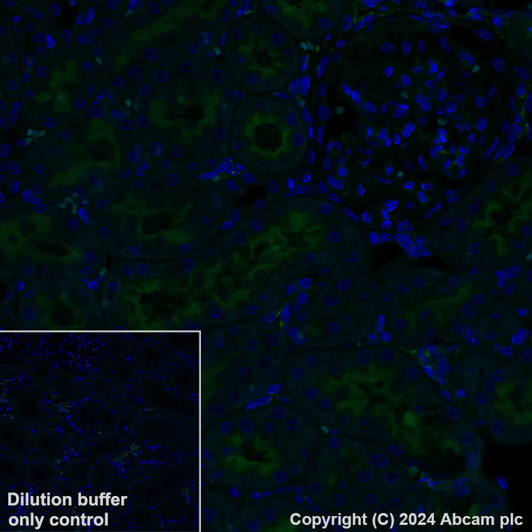 Immunohistochemistry (Formalin/PFA-fixed paraffin-embedded sections) - Alexa Fluor® 488 Anti-Syntaxin 3 antibody [EPR8543] (AB317365)