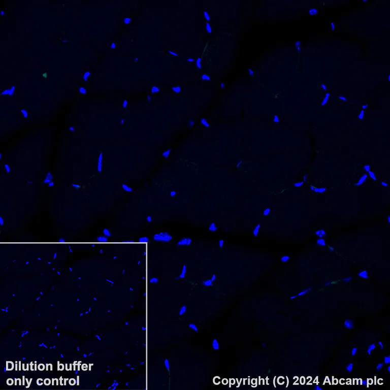 Immunohistochemistry (Formalin/PFA-fixed paraffin-embedded sections) - Alexa Fluor® 488 Anti-Syntaxin 3 antibody [EPR8543] (AB317365)