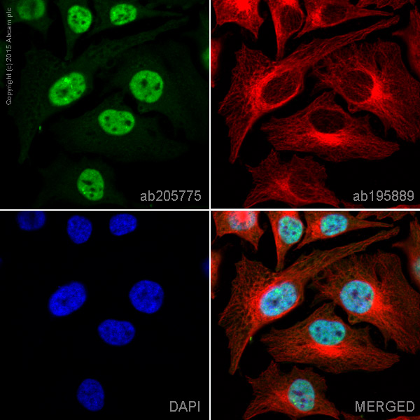 Immunocytochemistry/ Immunofluorescence - Alexa Fluor® 488 Anti-TAF15 antibody [EPR9197(B)] (AB205775)