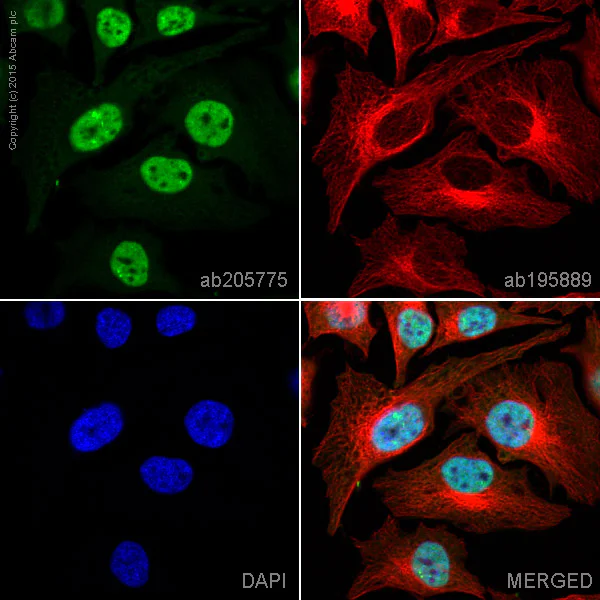 Immunocytochemistry/ Immunofluorescence - Alexa Fluor® 488 Anti-TAF15 antibody [EPR9197(B)] (AB205775)