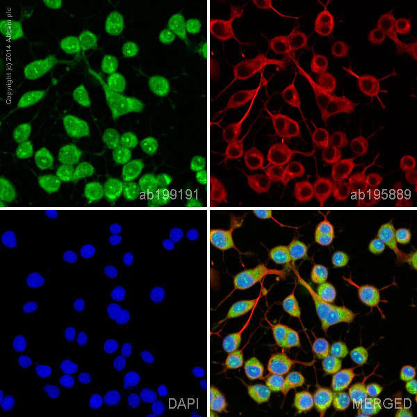 Immunocytochemistry/ Immunofluorescence - Alexa Fluor® 488 Anti-TAK1 antibody [EPR5984] (AB199191)