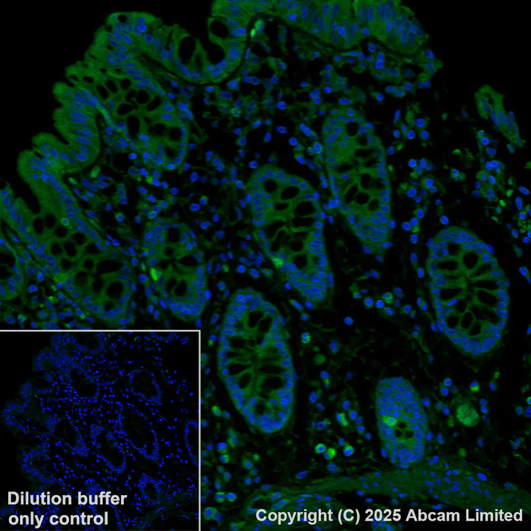 Immunohistochemistry (Formalin/PFA-fixed paraffin-embedded sections) - Alexa Fluor® 488 Anti-TAP1 antibody [EPR26236-92] (AB325699)