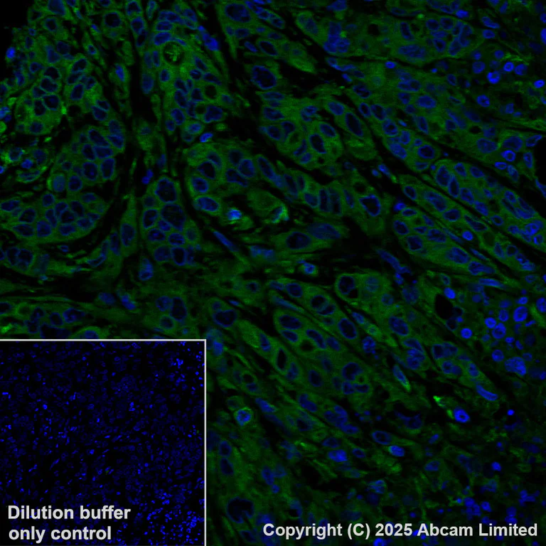 Immunohistochemistry (Formalin/PFA-fixed paraffin-embedded sections) - Alexa Fluor® 488 Anti-TAP1 antibody [EPR26236-92] (AB325699)