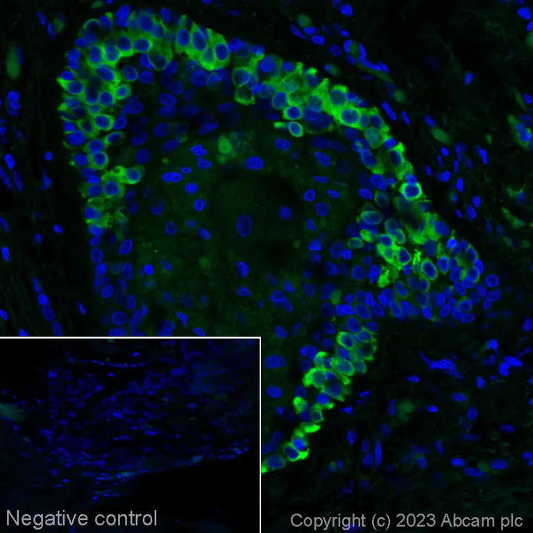 Immunohistochemistry (Formalin/PFA-fixed paraffin-embedded sections) - Alexa Fluor® 488 Anti-Tau antibody [SP70] (AB314283)
