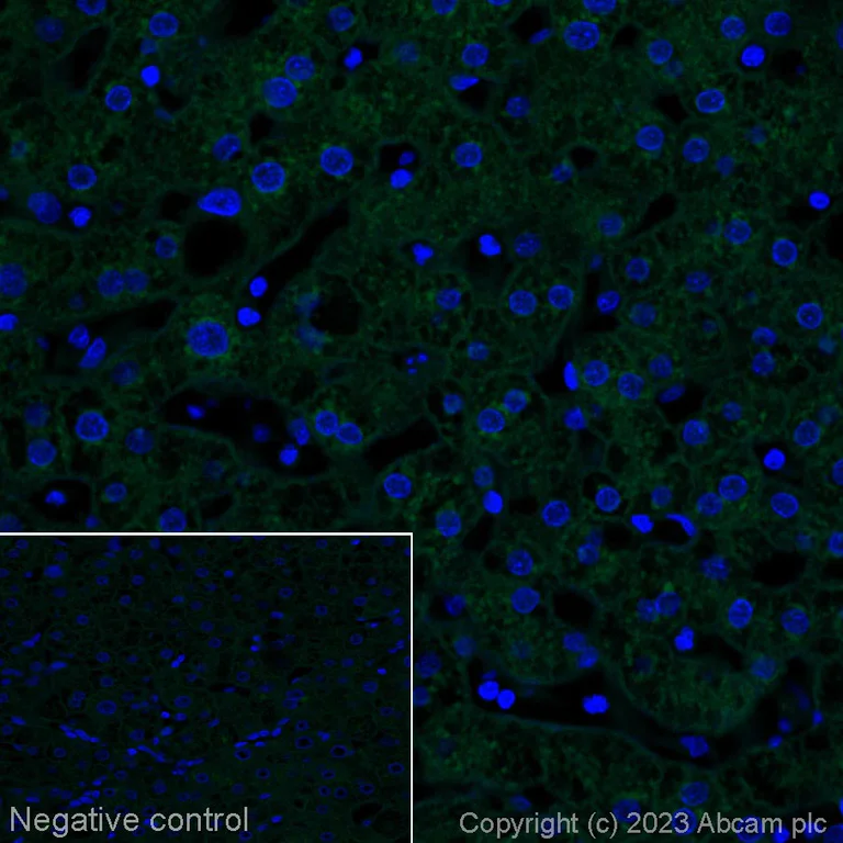 Immunohistochemistry (Formalin/PFA-fixed paraffin-embedded sections) - Alexa Fluor® 488 Anti-Tau antibody [SP70] (AB314283)