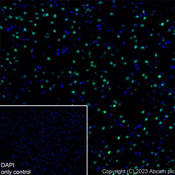 Immunohistochemistry (Frozen sections) - Alexa Fluor® 488 Anti-TBR1 antibody [EPR8138(2)] (AB314472)