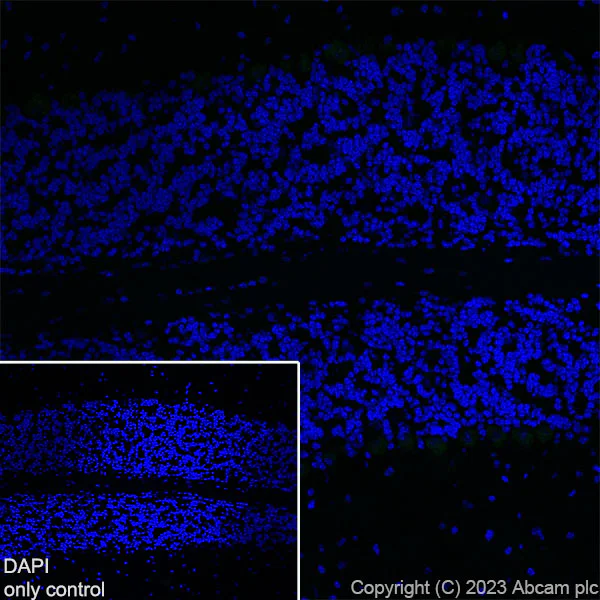 Immunohistochemistry (Frozen sections) - Alexa Fluor® 488 Anti-TBR1 antibody [EPR8138(2)] (AB314472)